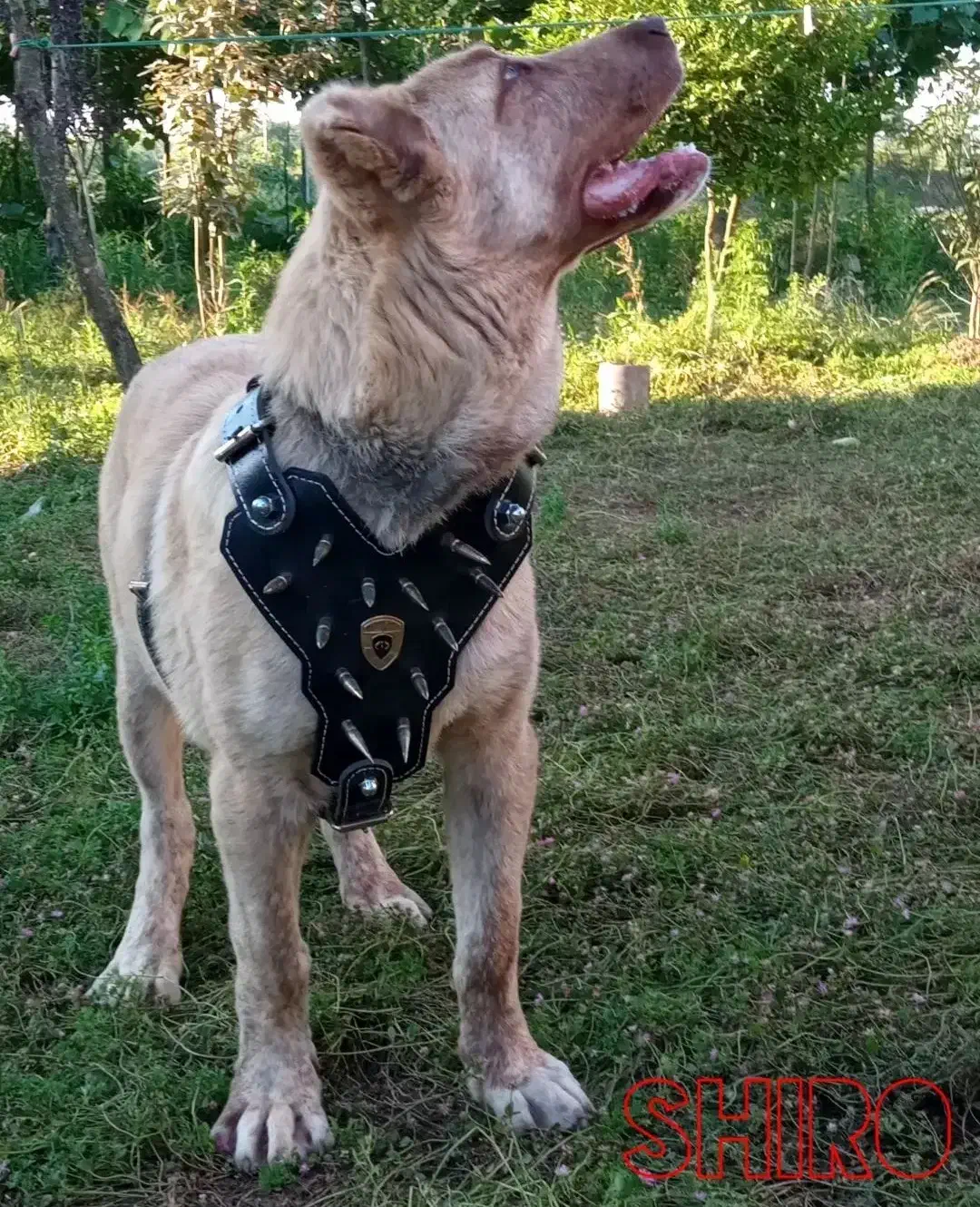 سگ نر سراب|سگ|رشت, لاکان|دیوار