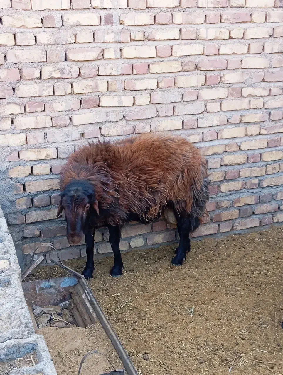 قوچه 2 ساله|حیوانات مزرعه|مه ولات, |دیوار