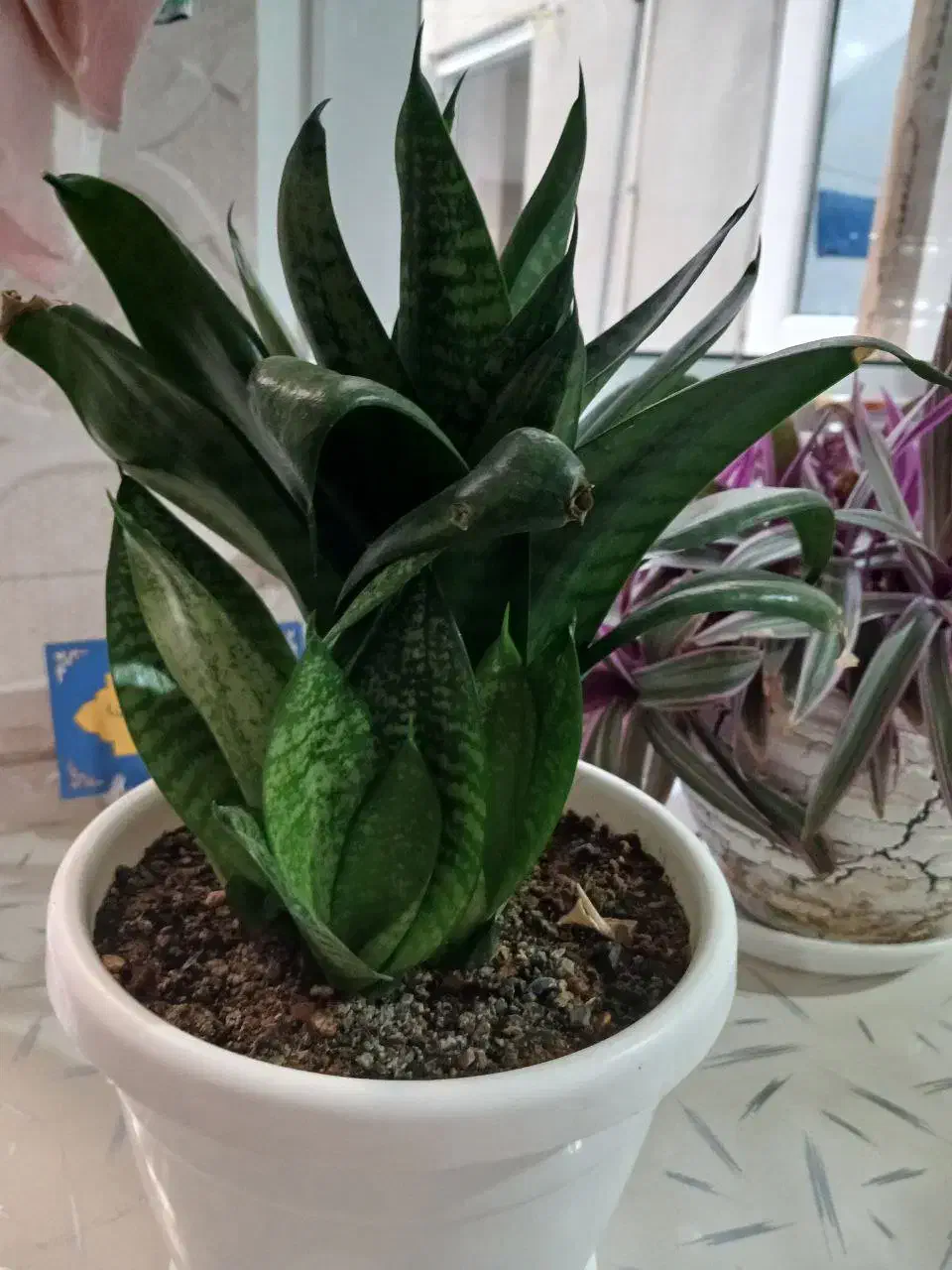 گل طبیعی|گل و گیاه طبیعی|کرمانشاه, |دیوار