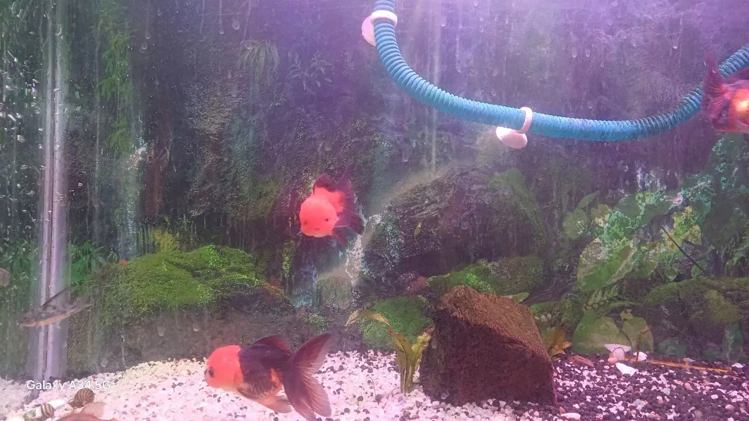 گلدفیش تری کالر|ماهی|شیراز, کوشک میدان|دیوار