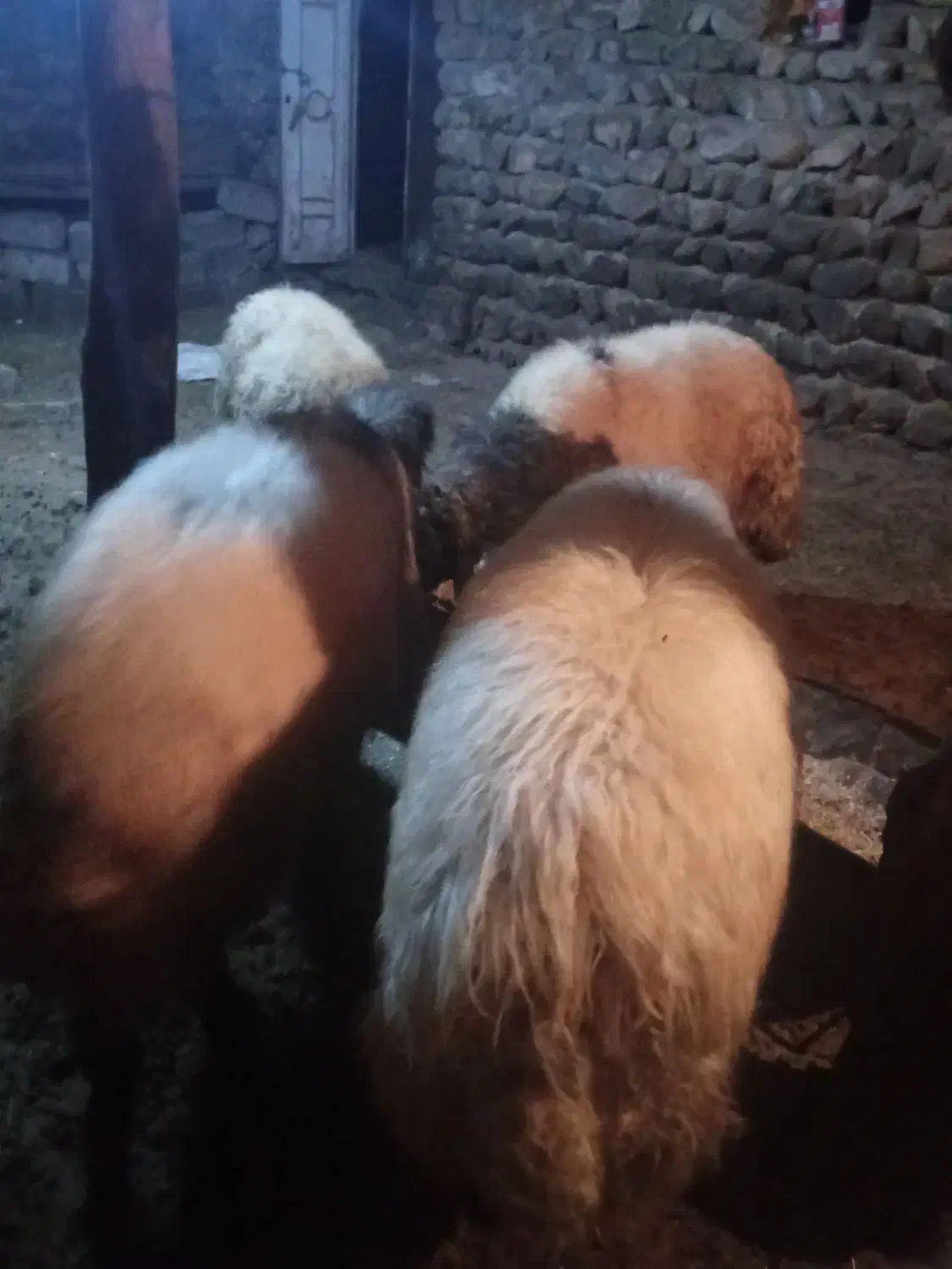 چهارراس قوچ قصابی وگوشتی|حیوانات مزرعه|سیلوانه, |دیوار