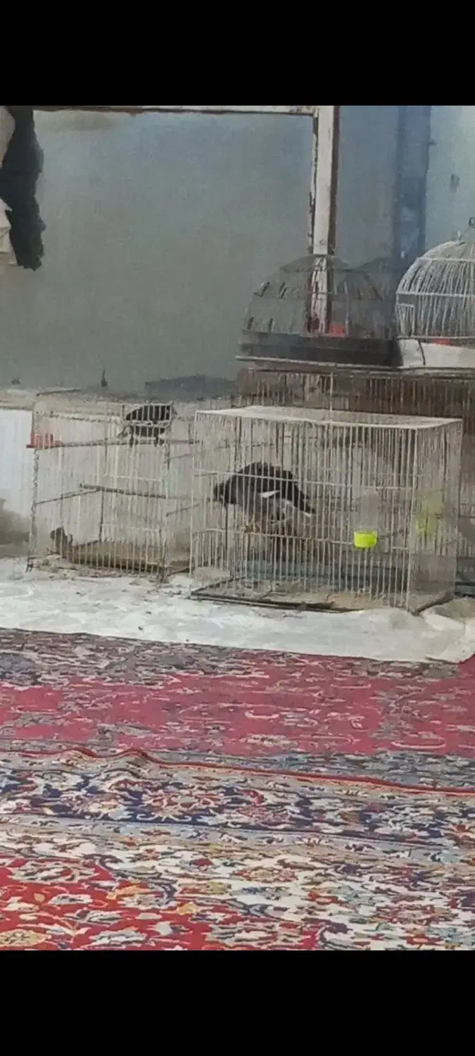 مینا سهره‌|پرنده|مشهد, دوست آباد|دیوار