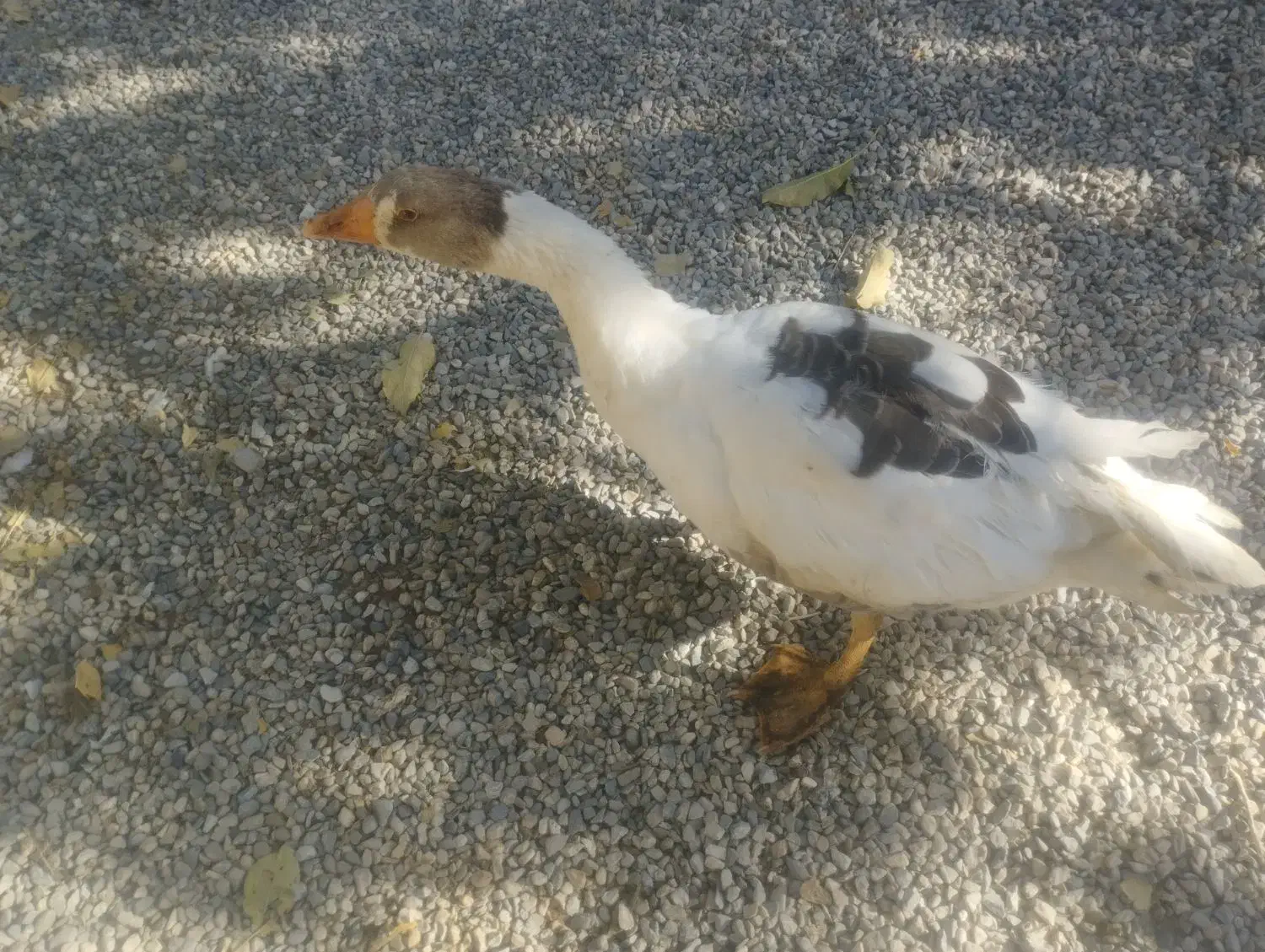 غاز محلی ارگانیک|حیوانات مزرعه|الیگودرز, |دیوار