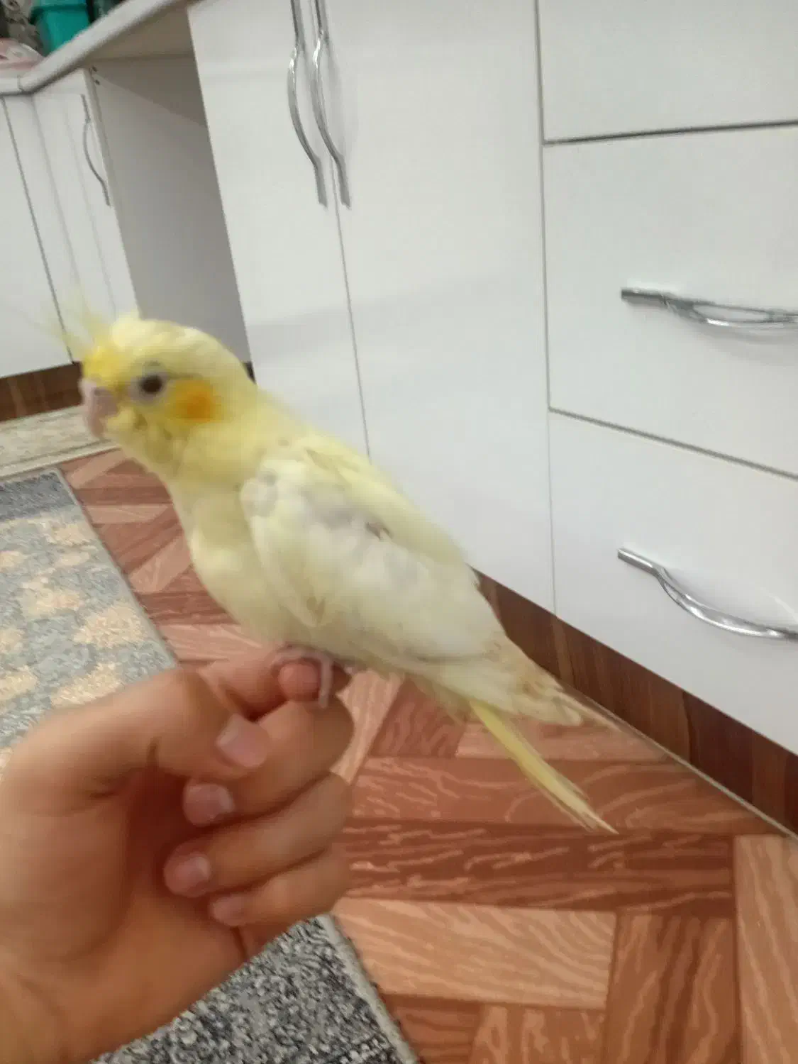 طوطی عروس هلندی نر رام با قفس|پرنده|اردبیل, |دیوار