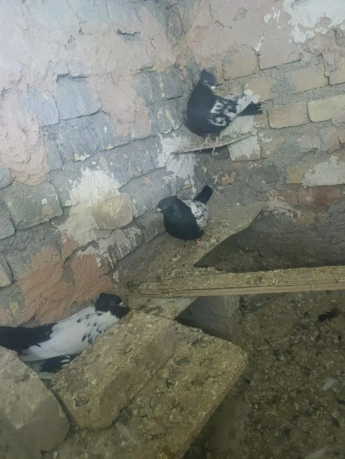 کبوتر|پرنده|اسفراین, |دیوار