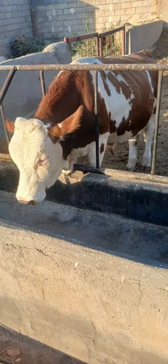 گوساله نر|حیوانات مزرعه|تبریز, |دیوار