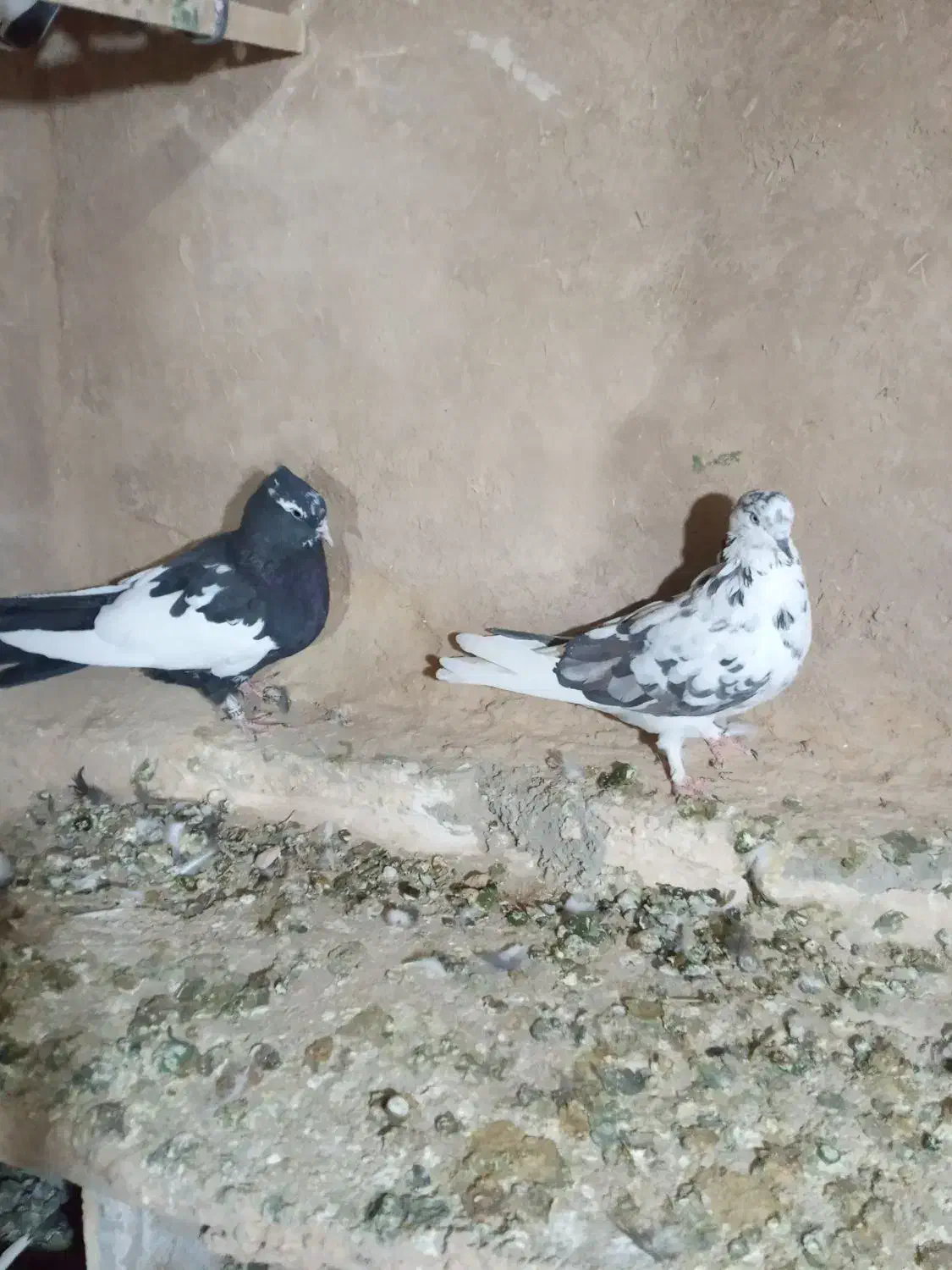 سلام دوتا کبوتر ماده سوسکی دمسفیدوابلق سیاه|پرنده|کرمانشاه, |دیوار