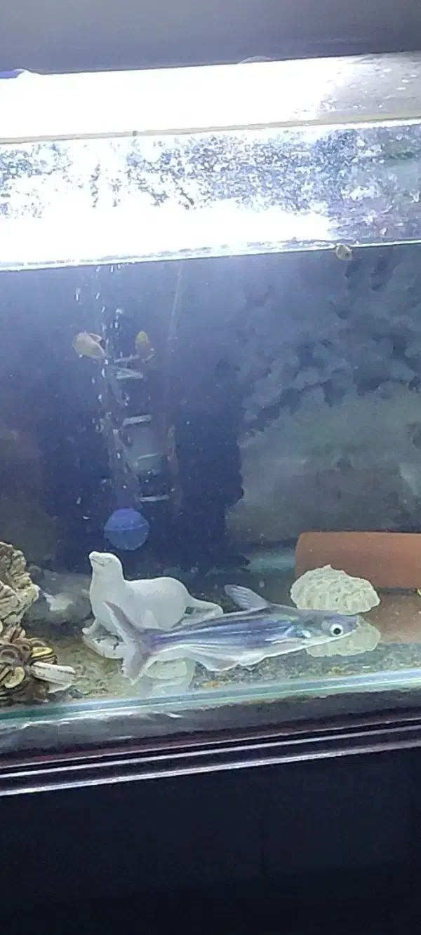 ماهی پنکوسی لوچ پاکستانی|ماهی|تهران, شهید اسدی|دیوار