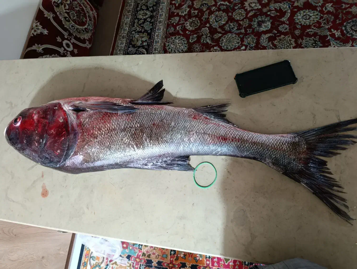 ماهی قزل تازه|خوردنی و آشامیدنی|مشهد, ابوذر|دیوار