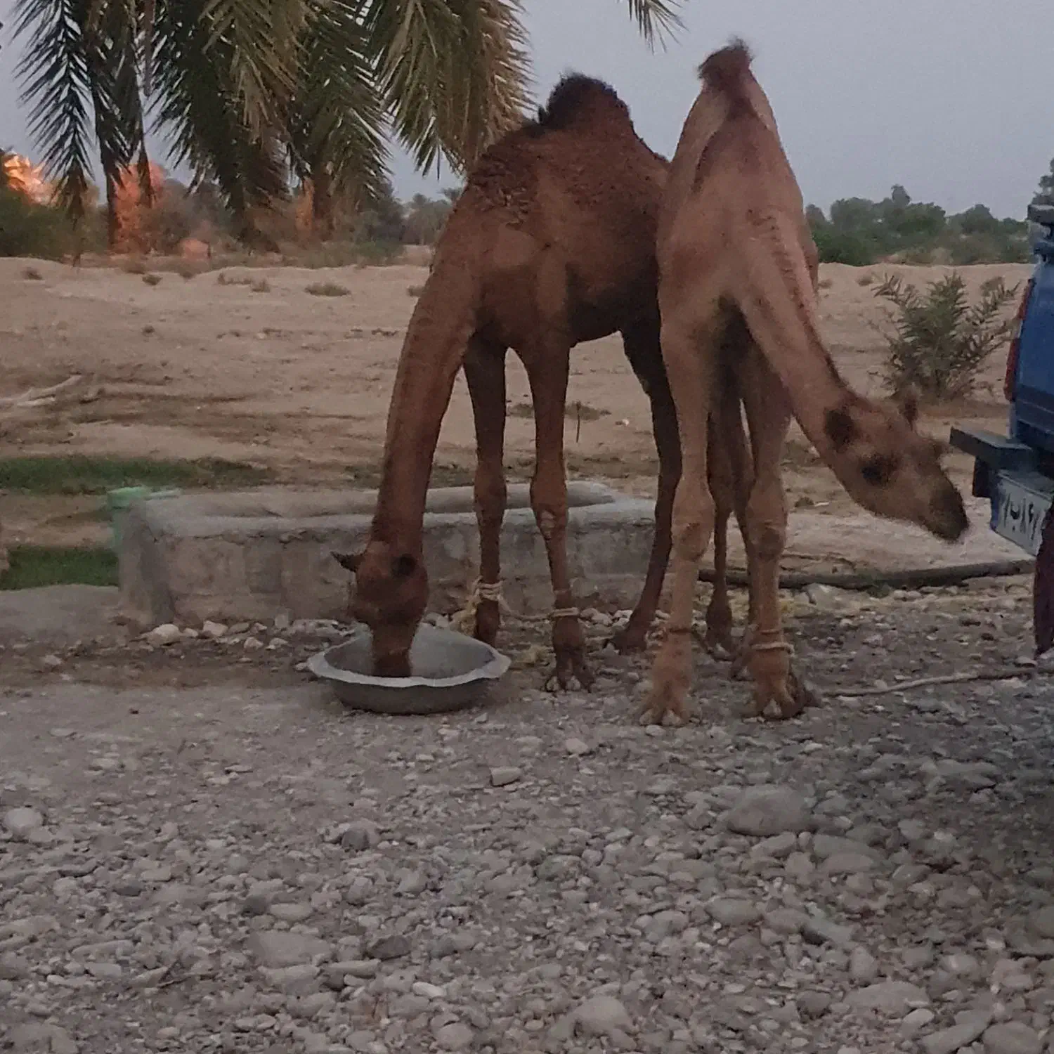 2نفر شتر 8ماه مخصوص داشت|حیوانات مزرعه|شمیل, |دیوار