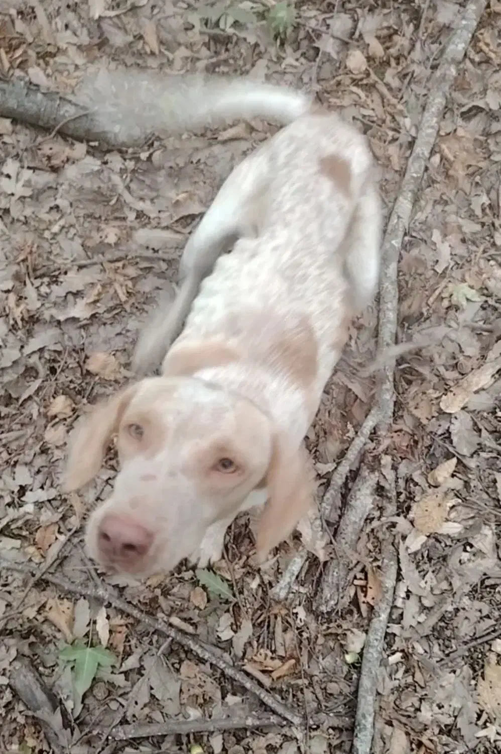 سگ شکاری|حیوانات|کلاله, |دیوار