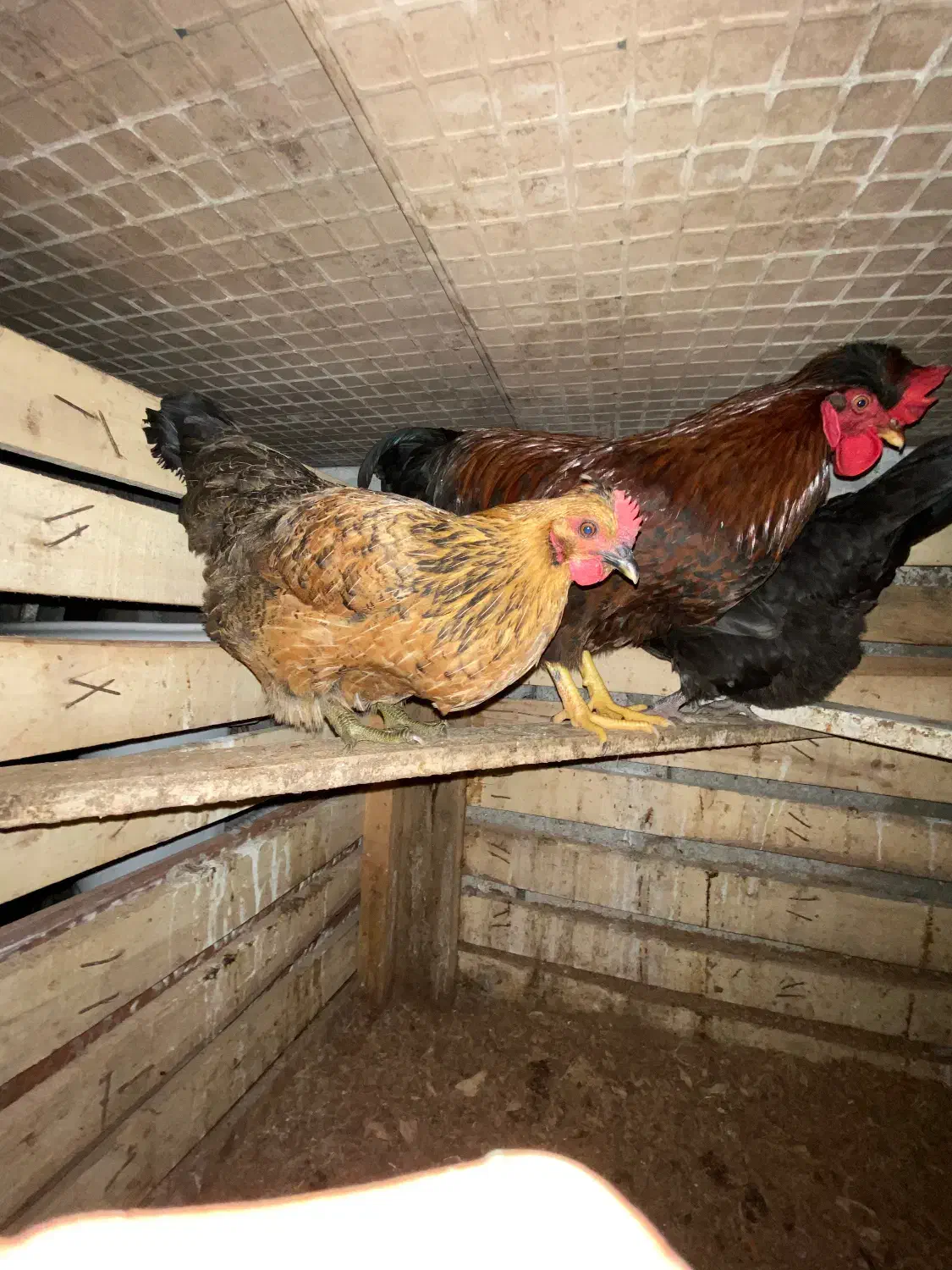 مرغ و خروس|حیوانات مزرعه|رشت, شکار اسطلخ|دیوار