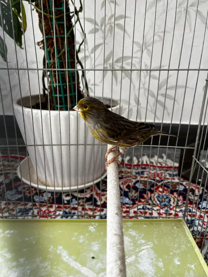 قناری نر و فنچ نرگسی|پرنده|قزوین, |دیوار