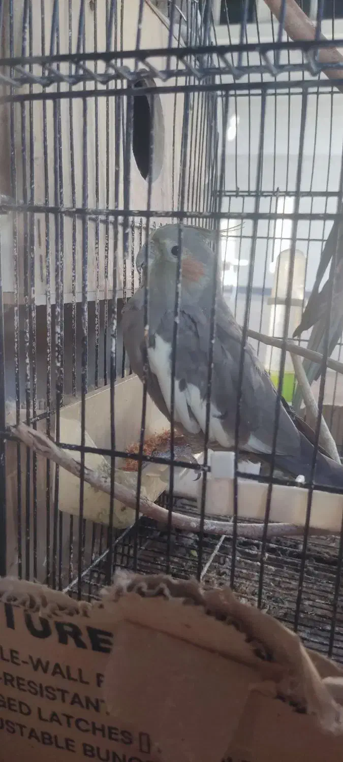 ۲ سال که دارم تنها هستش میخوام بفروشم|پرنده|گنبد کاووس, |دیوار