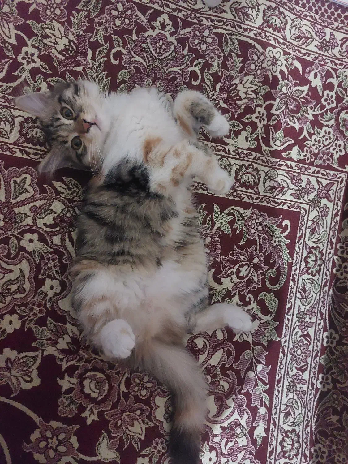 گربه|گربه|تبریز, |دیوار