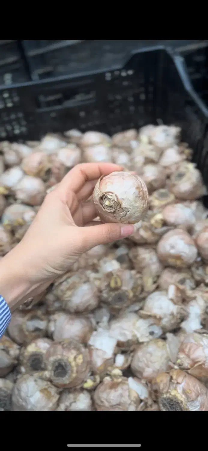 سنبل و لاله شب عیدت|گل و گیاه طبیعی|رشت, گلزاران|دیوار