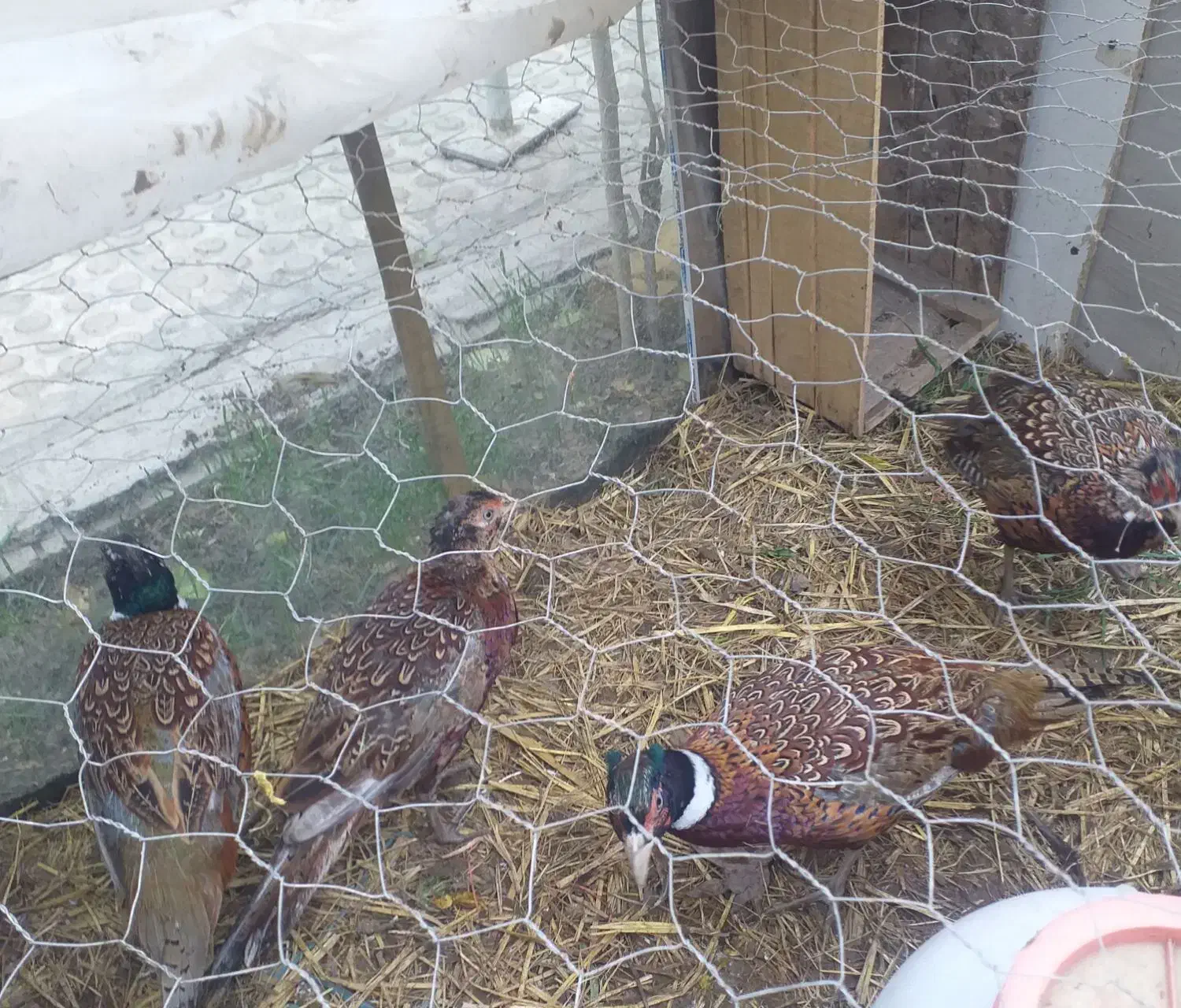 مر غ وخروس|حیوانات مزرعه|پرند, فاز ۲|دیوار