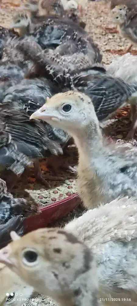 جوجه بوقلمون 20روزه بوربن و برنز|حیوانات مزرعه|شهریار, رزکان|دیوار