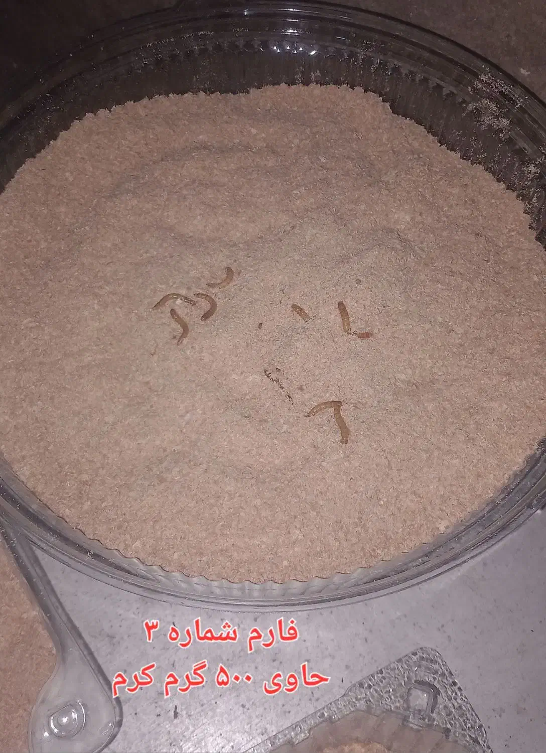 کرم میلورم به همراه ظرف نگهداری|خزنده|یزد, |دیوار