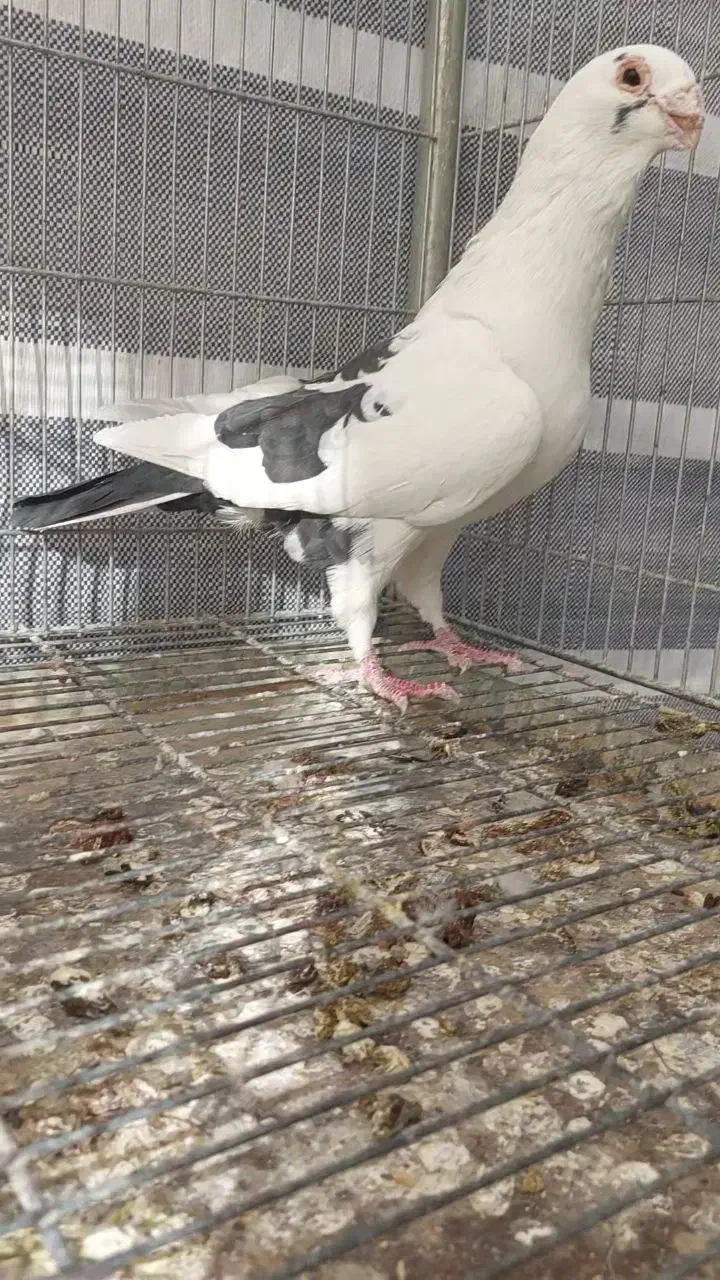 کبوتر زینتی تزئینی قره سوری سفید|پرنده|اصفهان, سرشبادران|دیوار