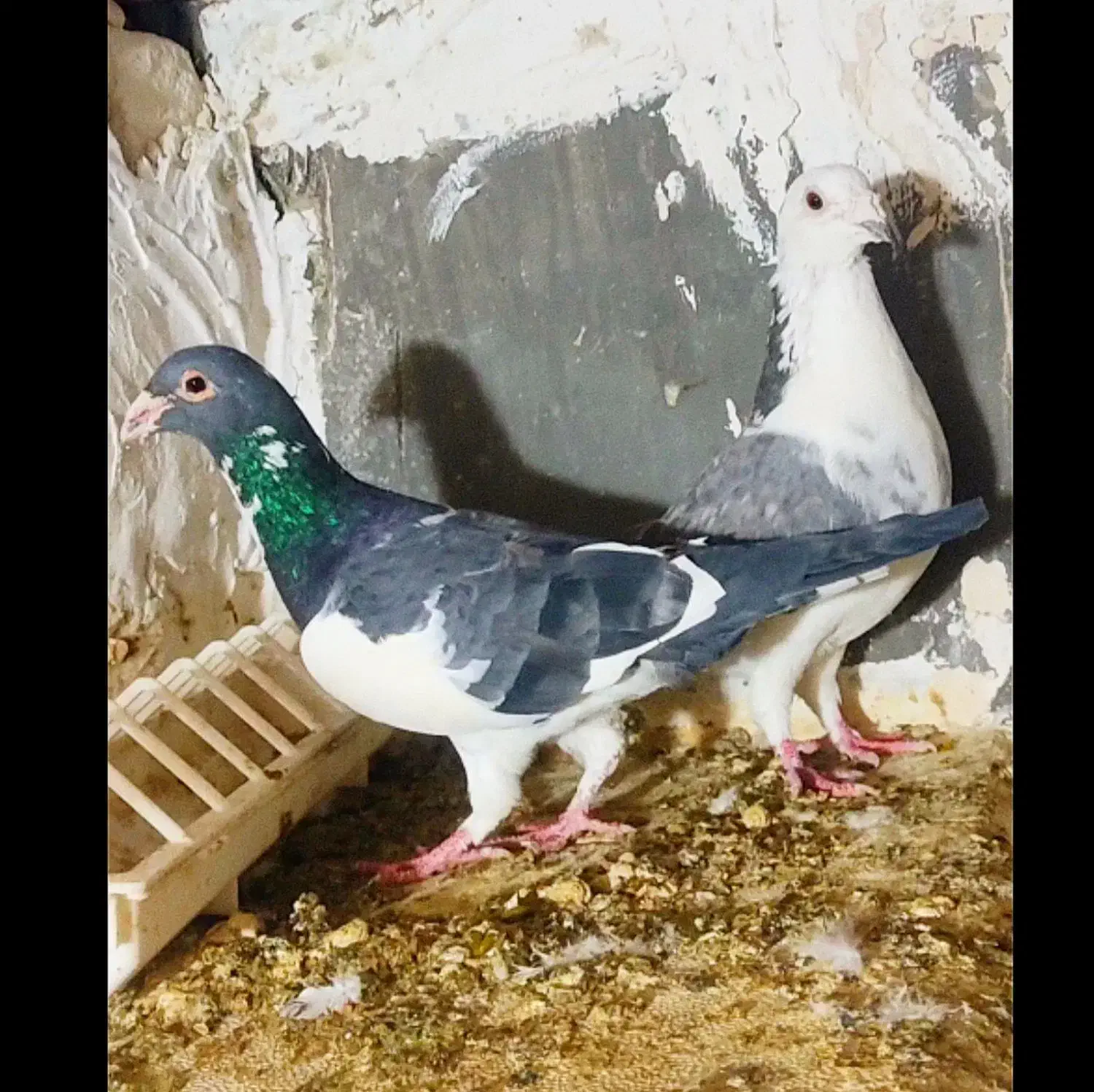 کفتر|پرنده|چناران, |دیوار