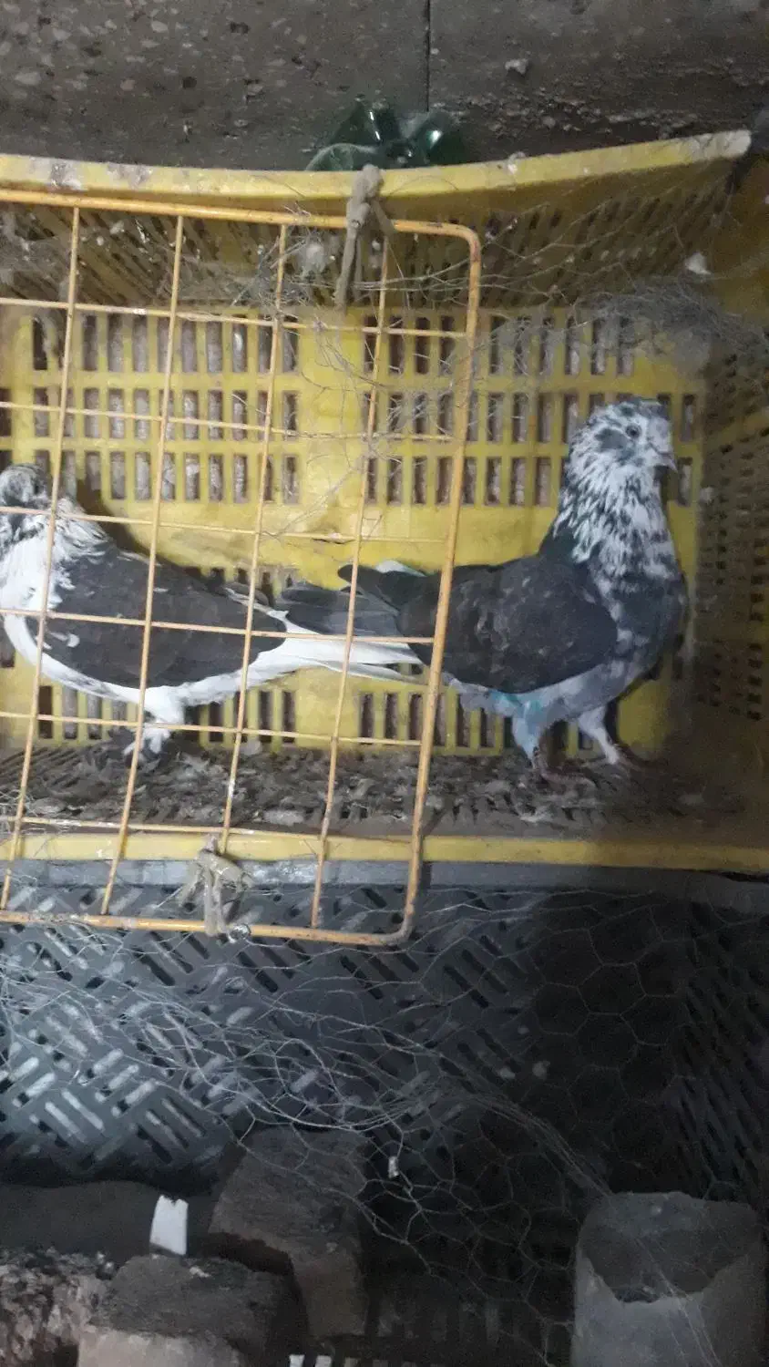 کبوترتهرانی|پرنده|خان ببین, |دیوار