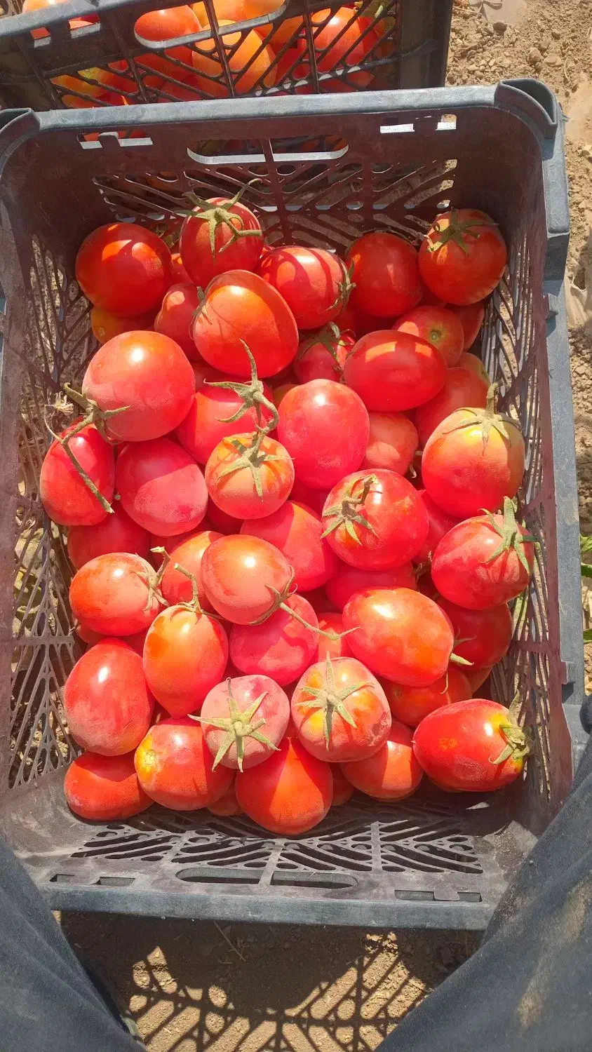 گوجه فرنگی|خوردنی و آشامیدنی|شاهنجرین, |دیوار