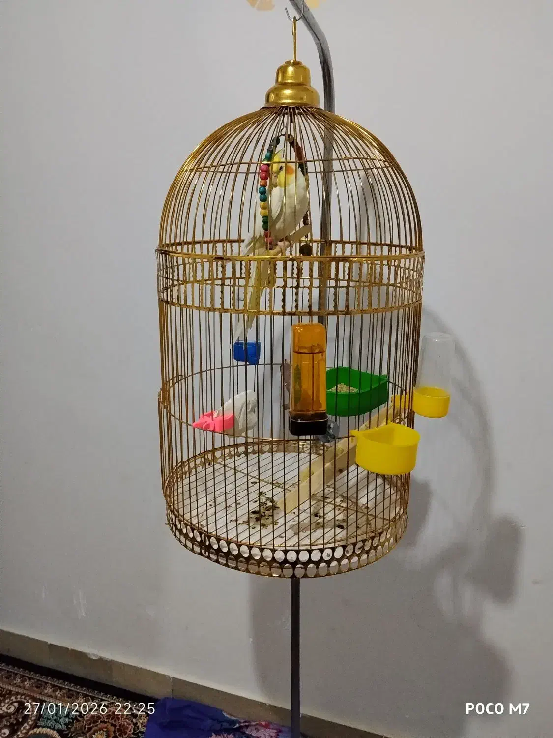 عروس هلندی|پرنده|نهبندان, |دیوار