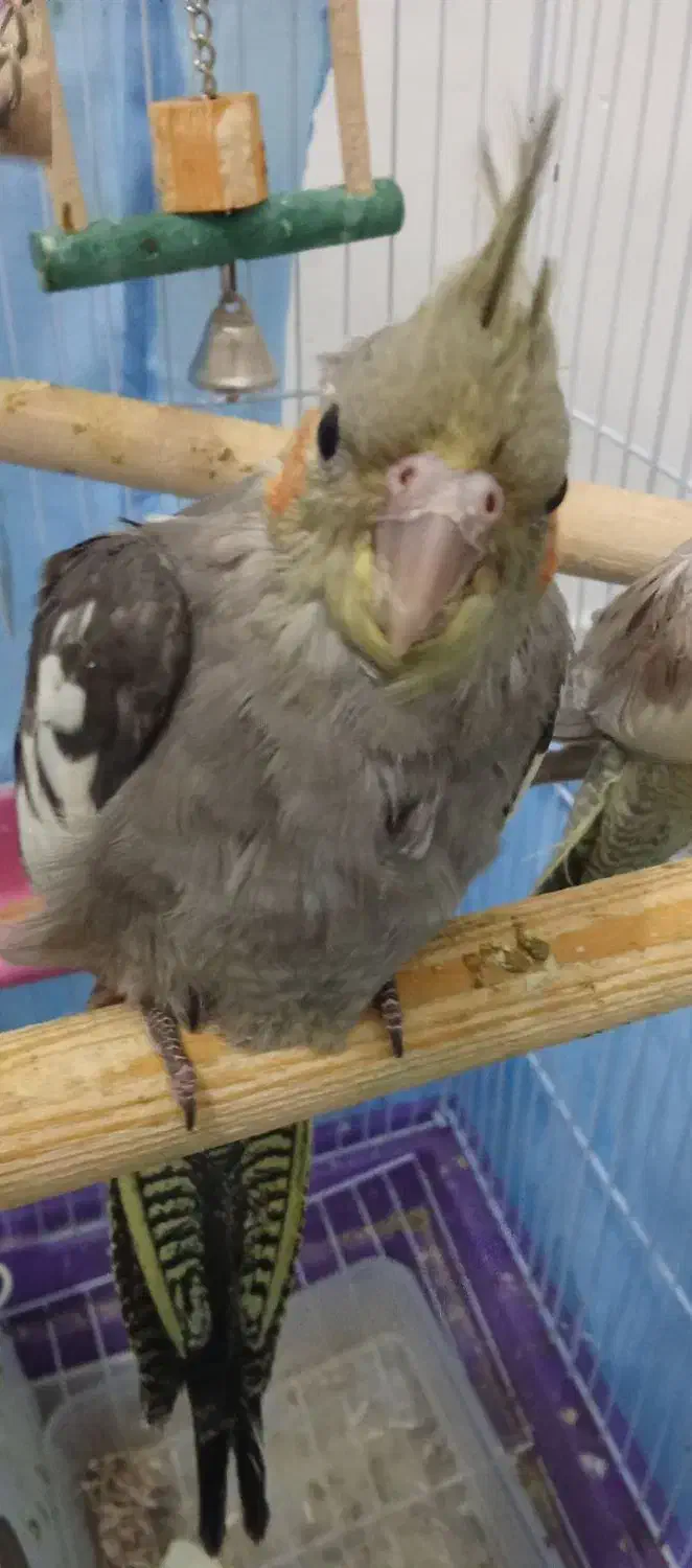 پرنده|پرنده|سیرجان, |دیوار