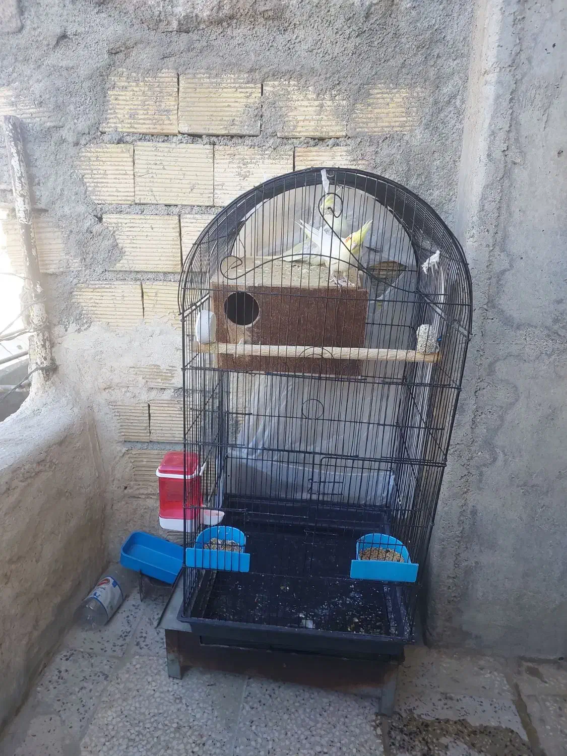 یک جفت عروس هلندی|پرنده|یاسوج, |دیوار