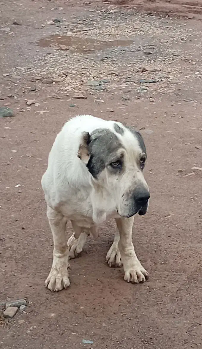 گمشده|حیوانات|نیشابور, فضل|دیوار