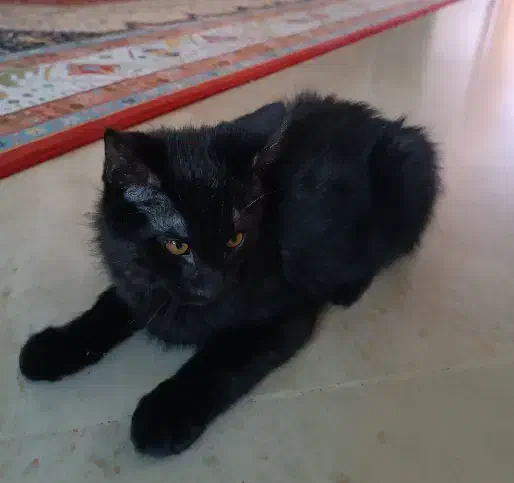 واگذاری گربه dsh|گربه|کرج, جهان‌شهر|دیوار