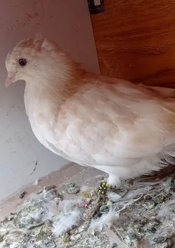 دمسفید|پرنده|شاهرود, |دیوار