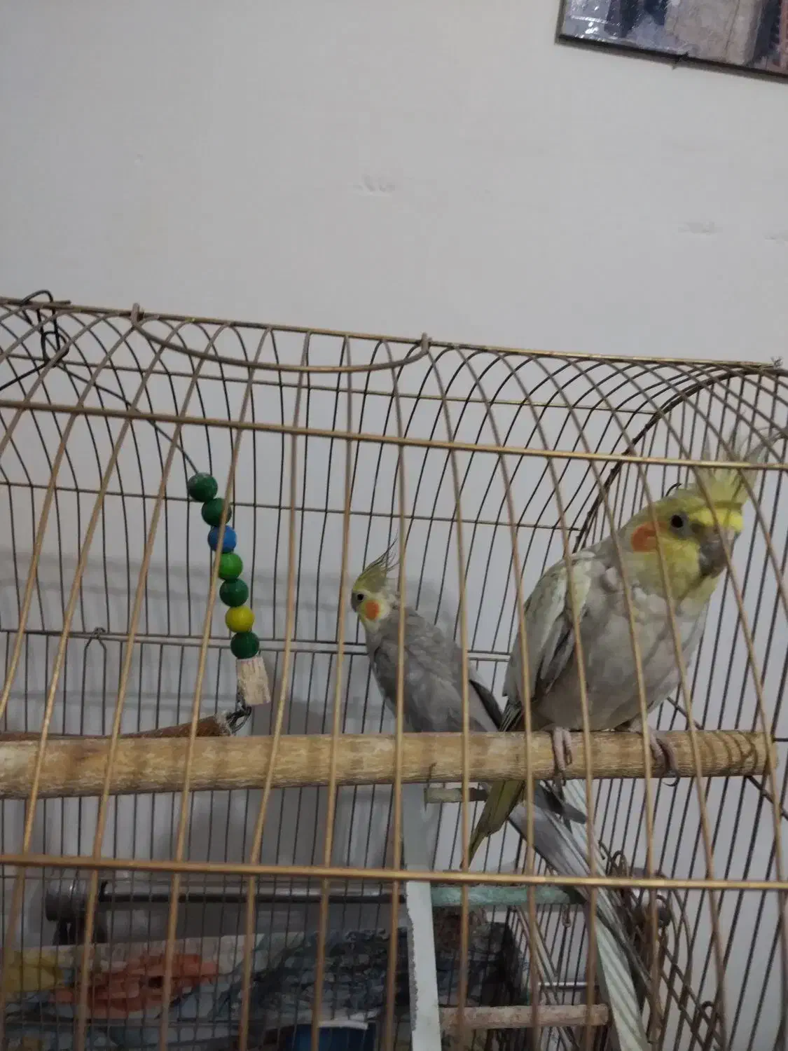 یک جفد عروس هلندی|پرنده|قم, نیروگاه|دیوار