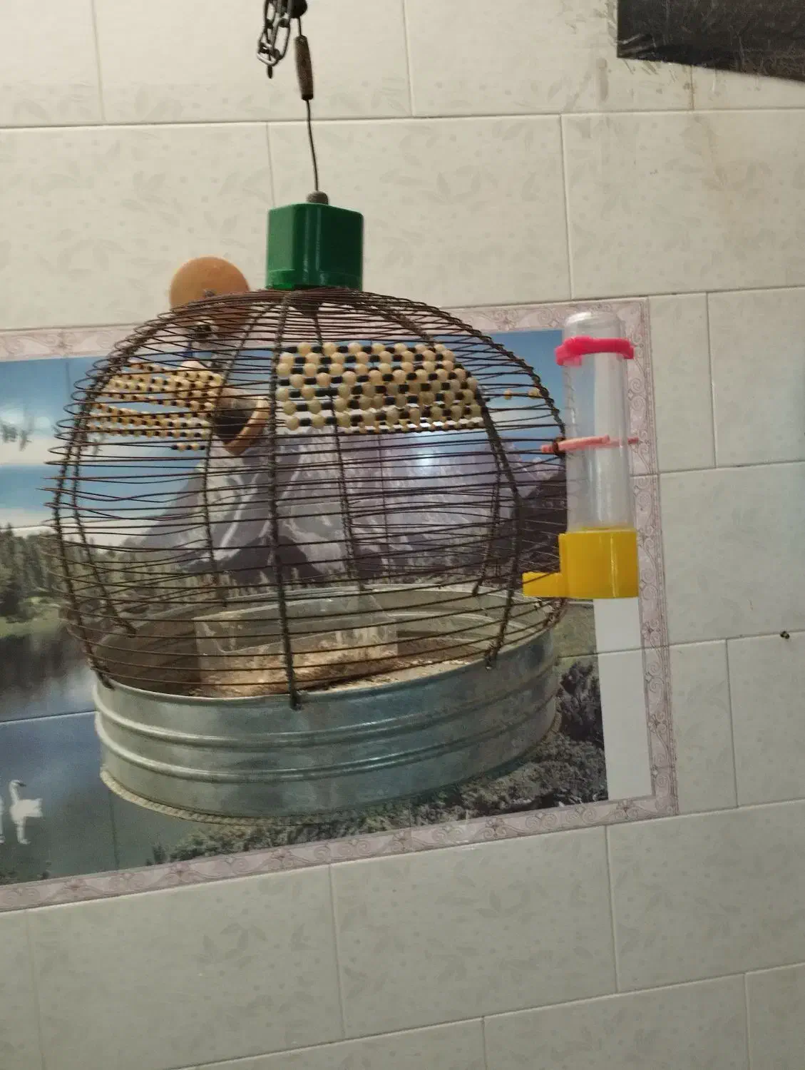 قفس طرقه|لوازم جانبی حیوانات|مرودشت, شهرک مهدیه|دیوار