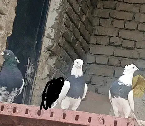 از آگهی دیوار|پرنده|شیروان (خراسان), |دیوار