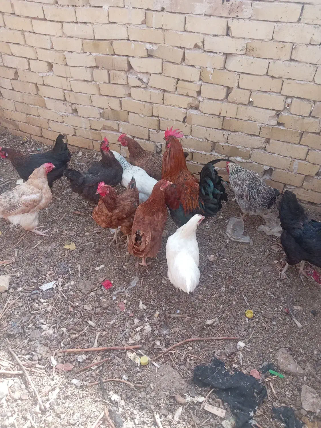 سلام تعدادی 5مرغ و1خروس محلی بفروش میرسه|حیوانات مزرعه|رشتخوار, |دیوار