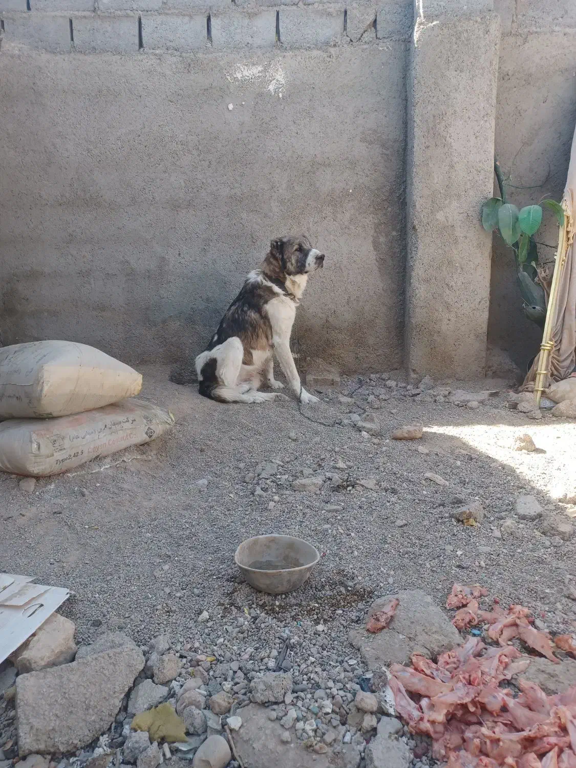 واگذاری سگ|سگ|قائن, |دیوار