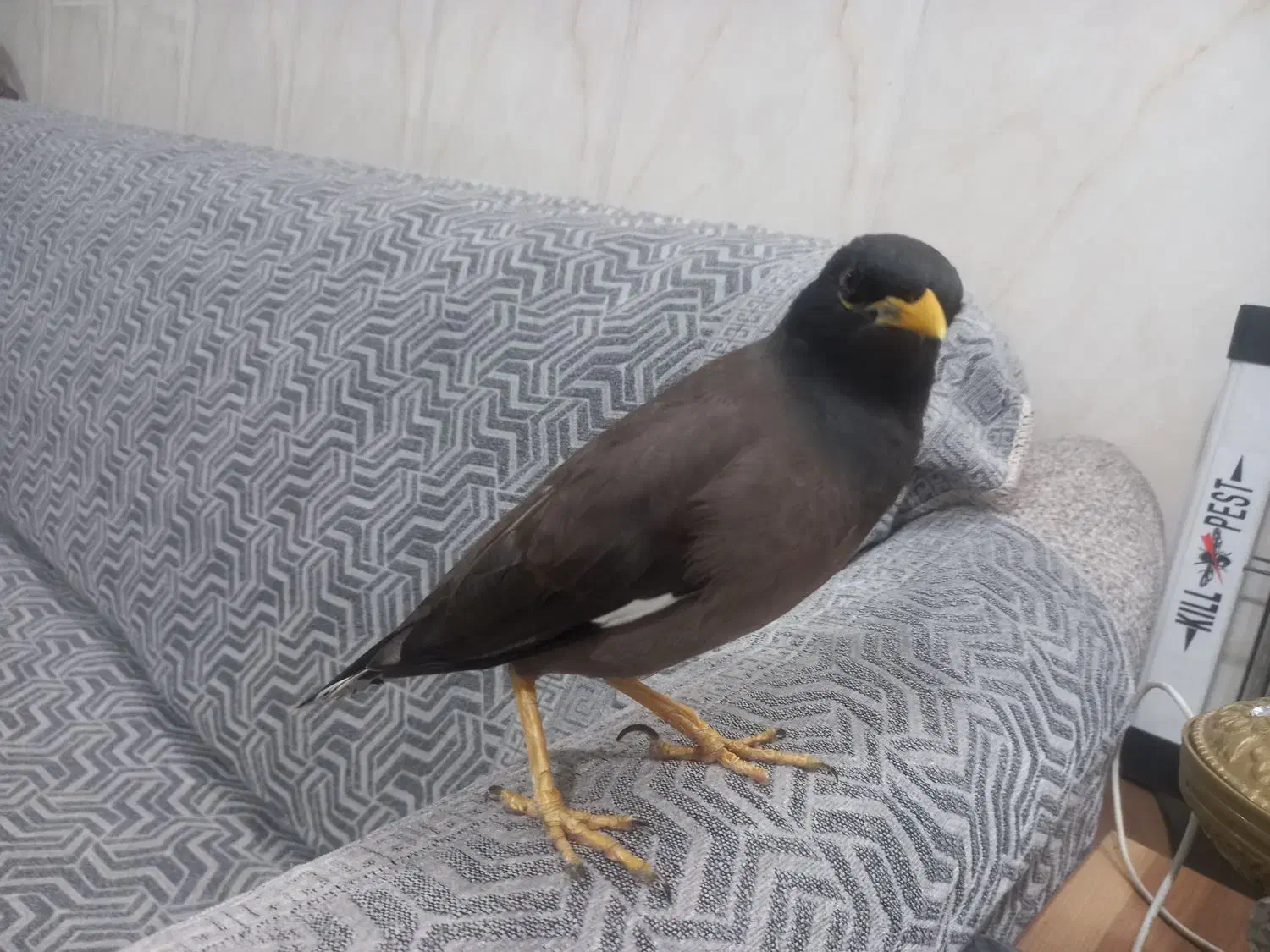 مرغ مینا باهوش و زرنگ|پرنده|پاکدشت, پاکدشت (مامازند)|دیوار