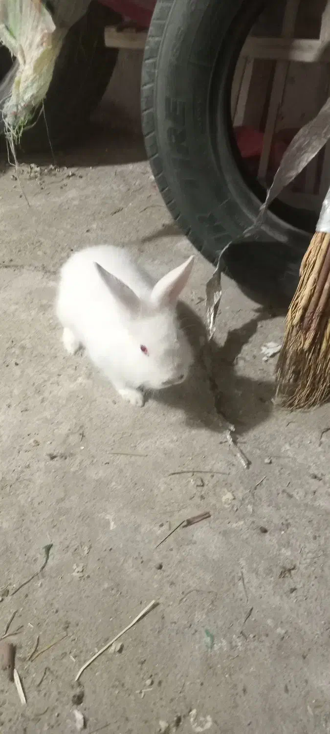 سلام خرگوش نر|موش و خرگوش|مشهد, ایوان|دیوار