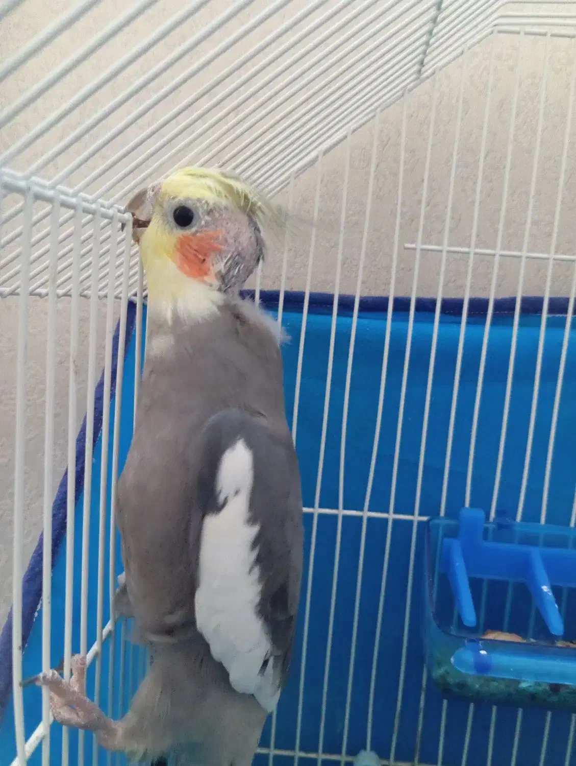 مرغ عشق و عروس هلندی|پرنده|سنندج, |دیوار