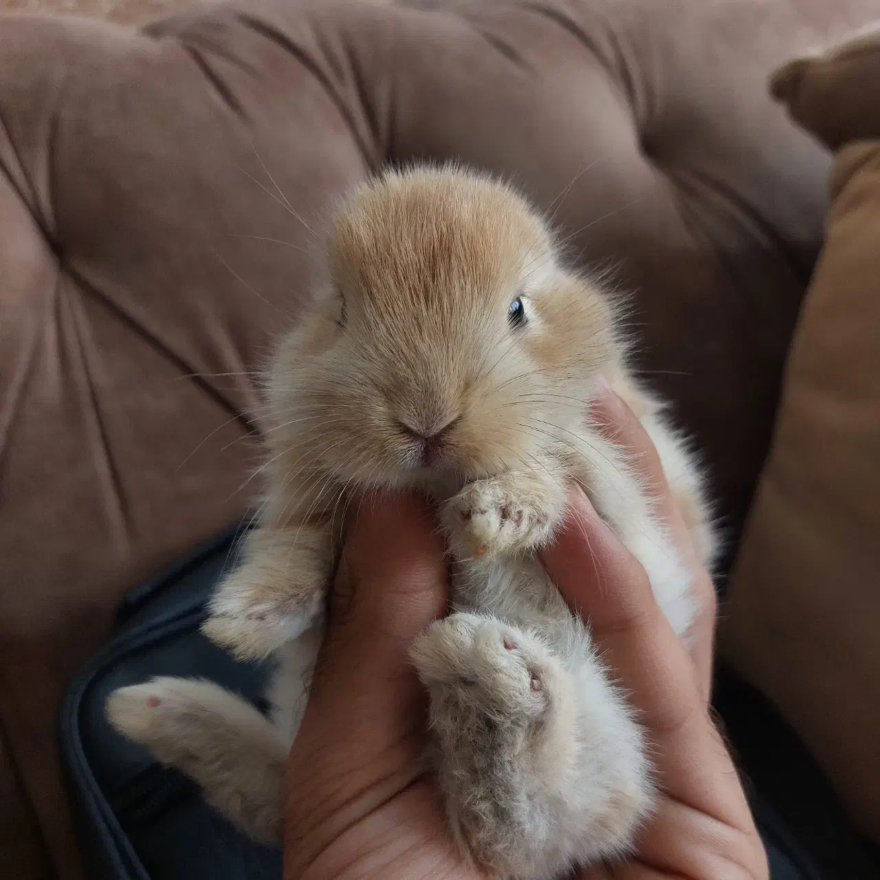 بچه خرگوش|موش و خرگوش|مریوان, |دیوار