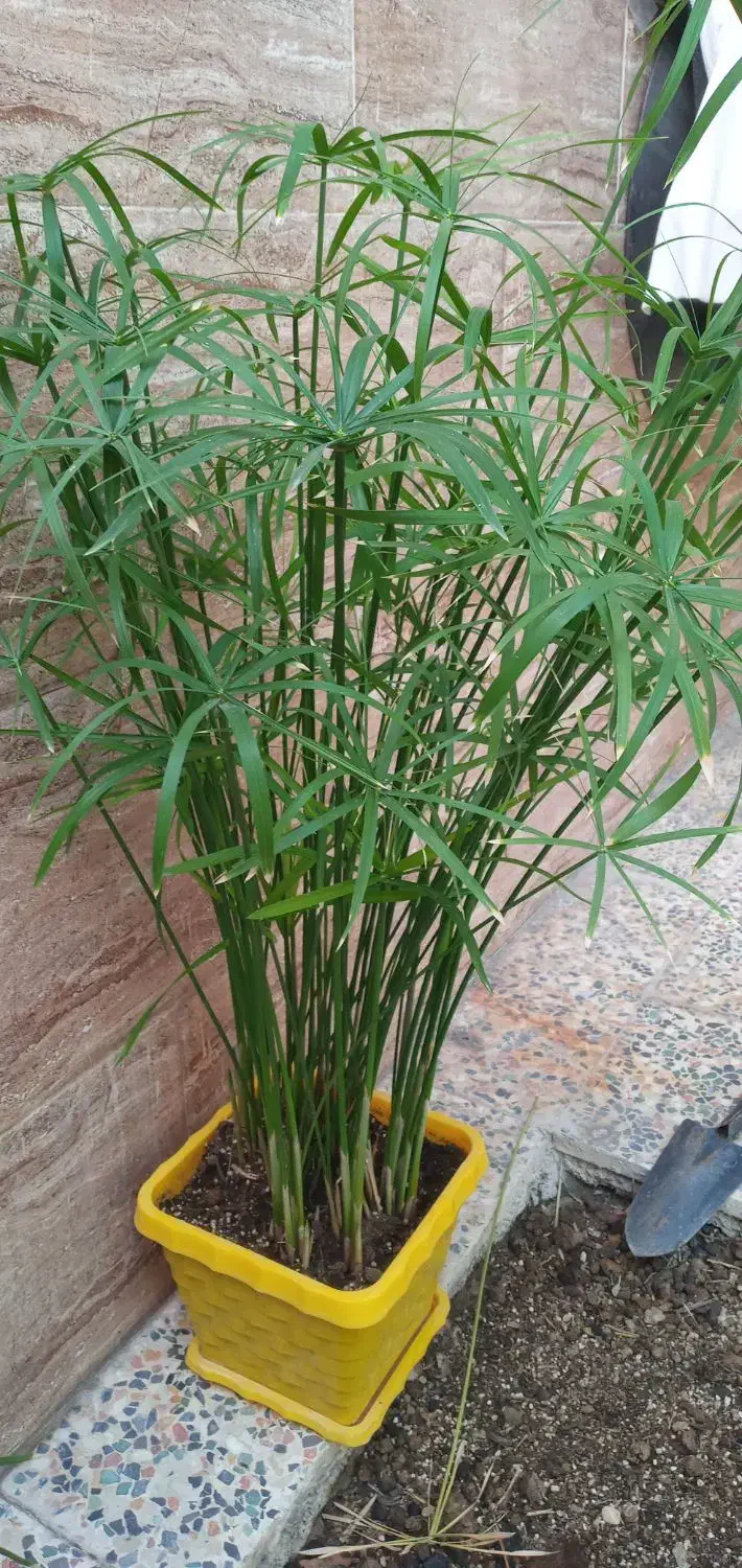 نخل مرداب ارتفاع ۸۸ سانت|گل و گیاه طبیعی|خرمآباد, |دیوار