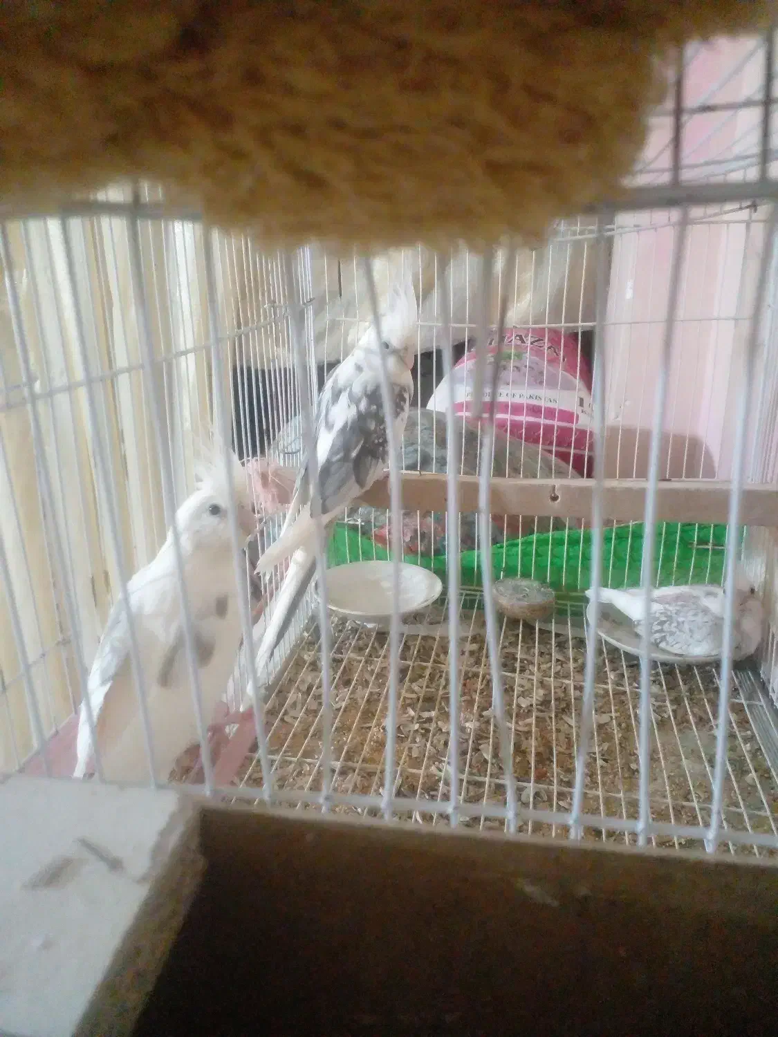 عروس هلندی البینودوکت مولد همراه جوجه|پرنده|زبرخان, |دیوار