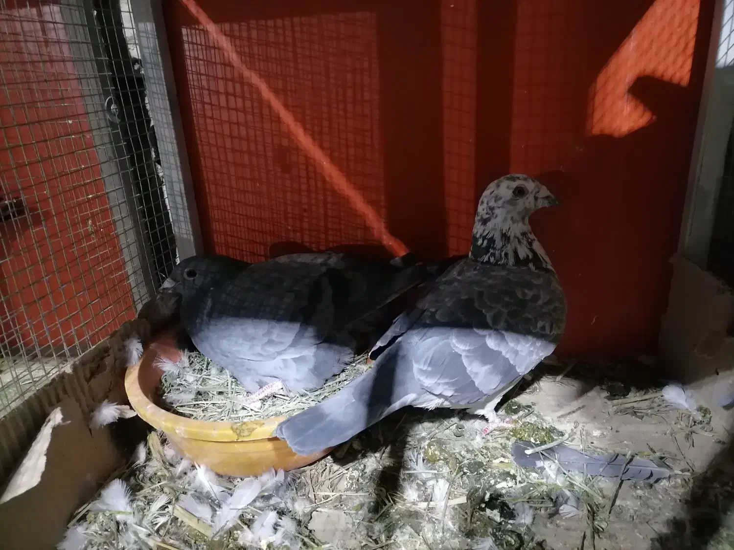 کفتر جفتی آلمانی|پرنده|شیروان (خراسان), |دیوار