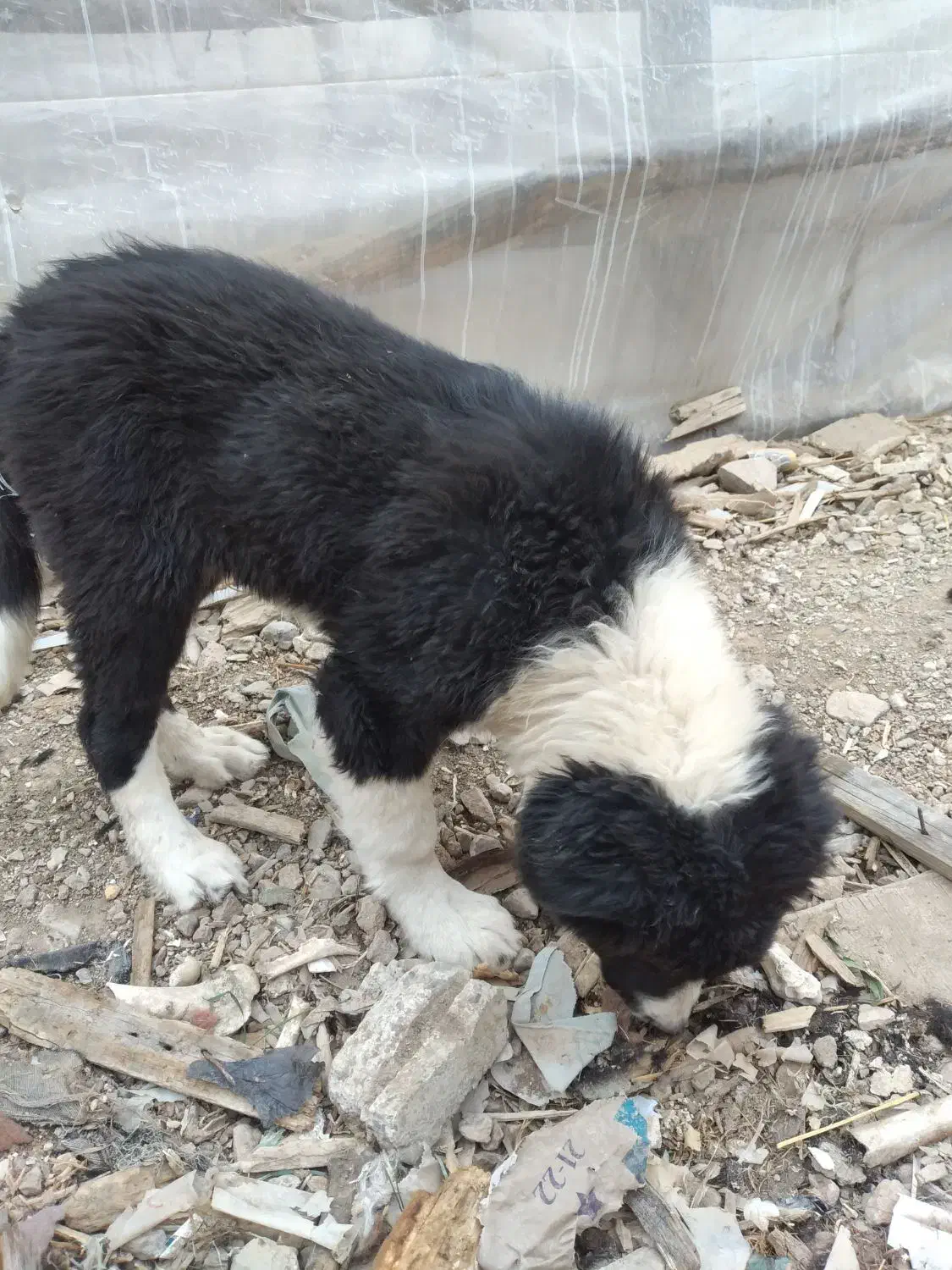 توله قهدرجانی رایگان|سگ|قهدریجان, |دیوار