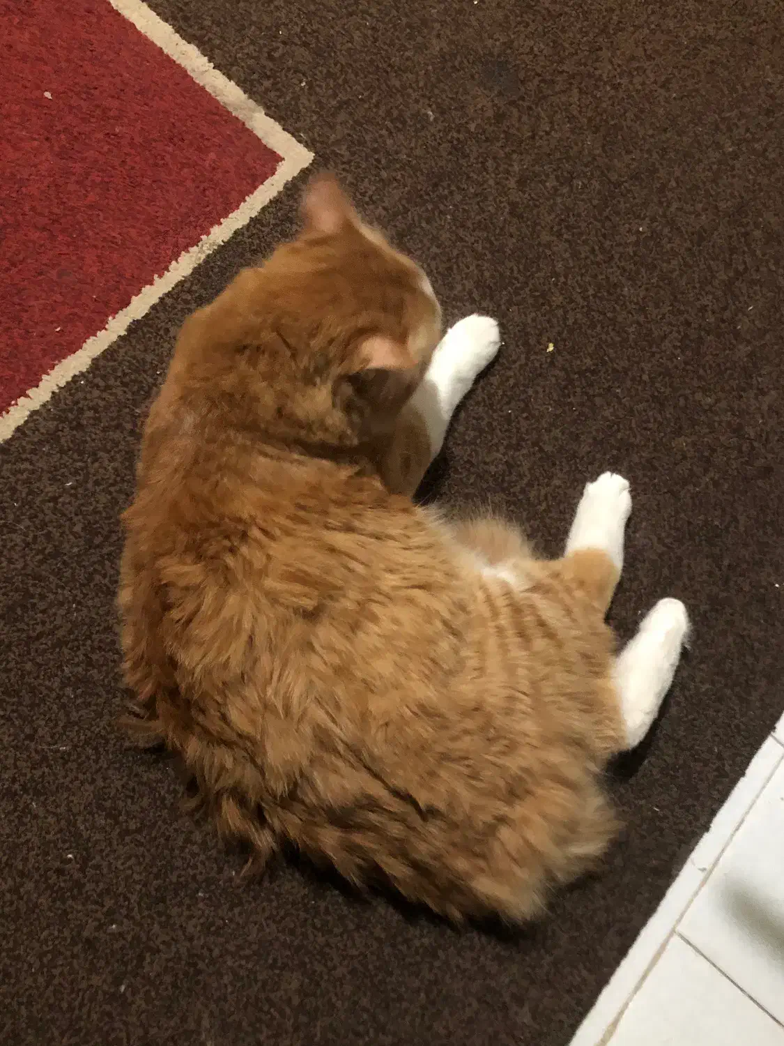 گربه|گربه|محمدشهر, ولدآباد بزرگ|دیوار