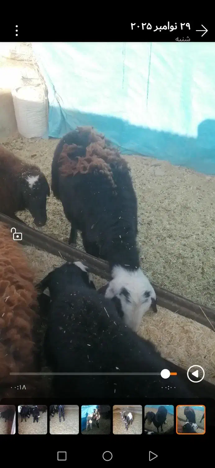 دو راس بره مادی اصیل وجنس دار|حیوانات مزرعه|سلامی, |دیوار