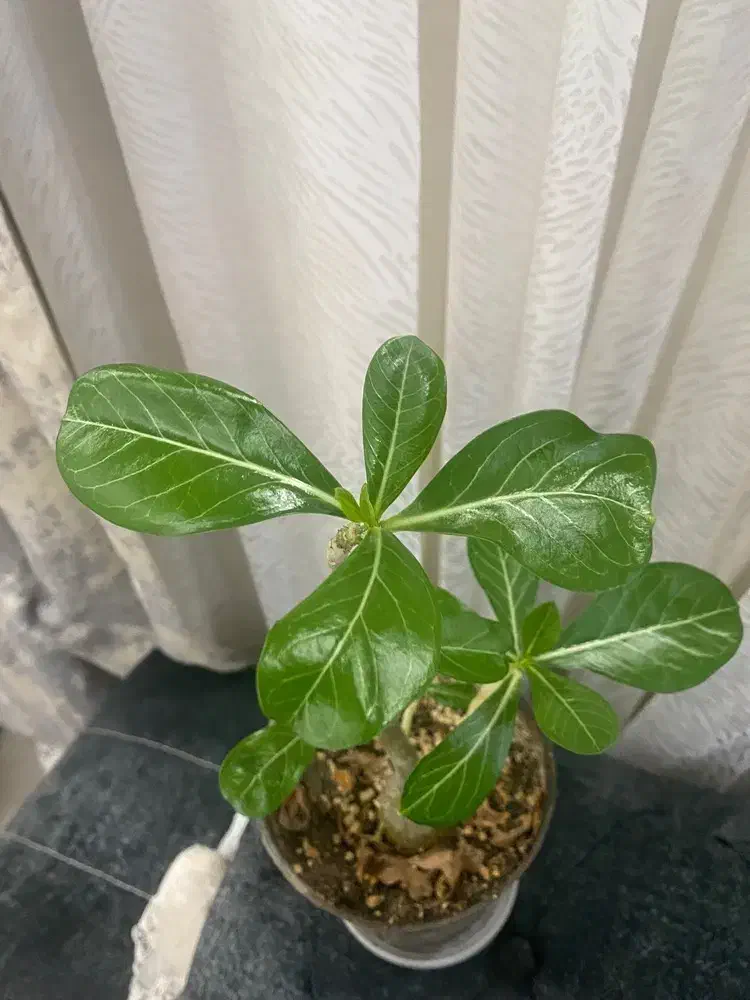 گل خاص گل بنسای ادنیوم|گل و گیاه طبیعی|رشت, فلسطین|دیوار