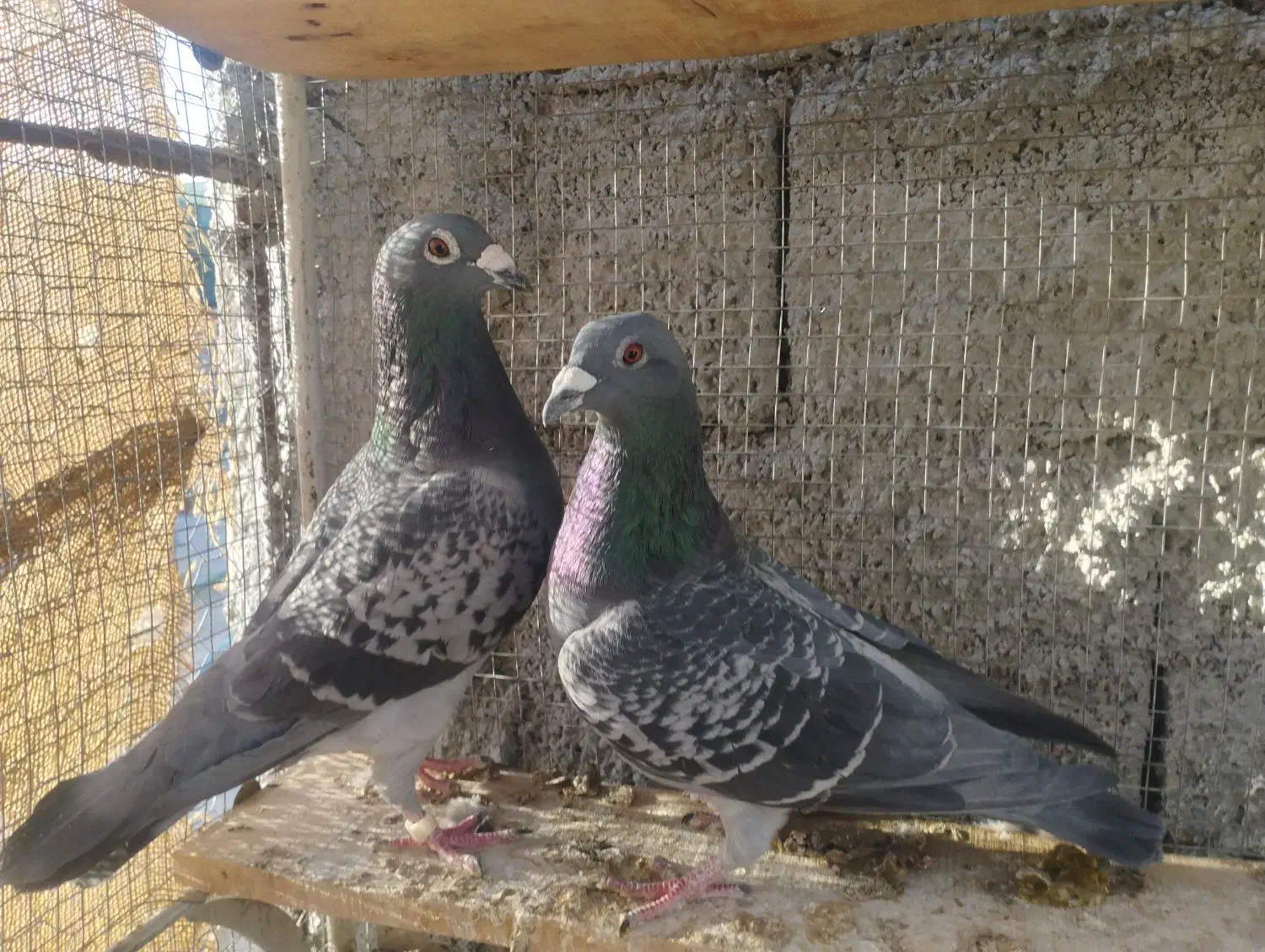 جفت گربه ای|پرنده|جهرم, |دیوار